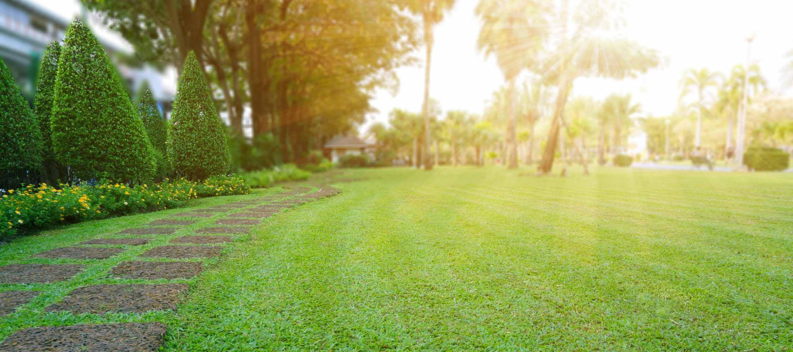 kikuyu-garden-grass